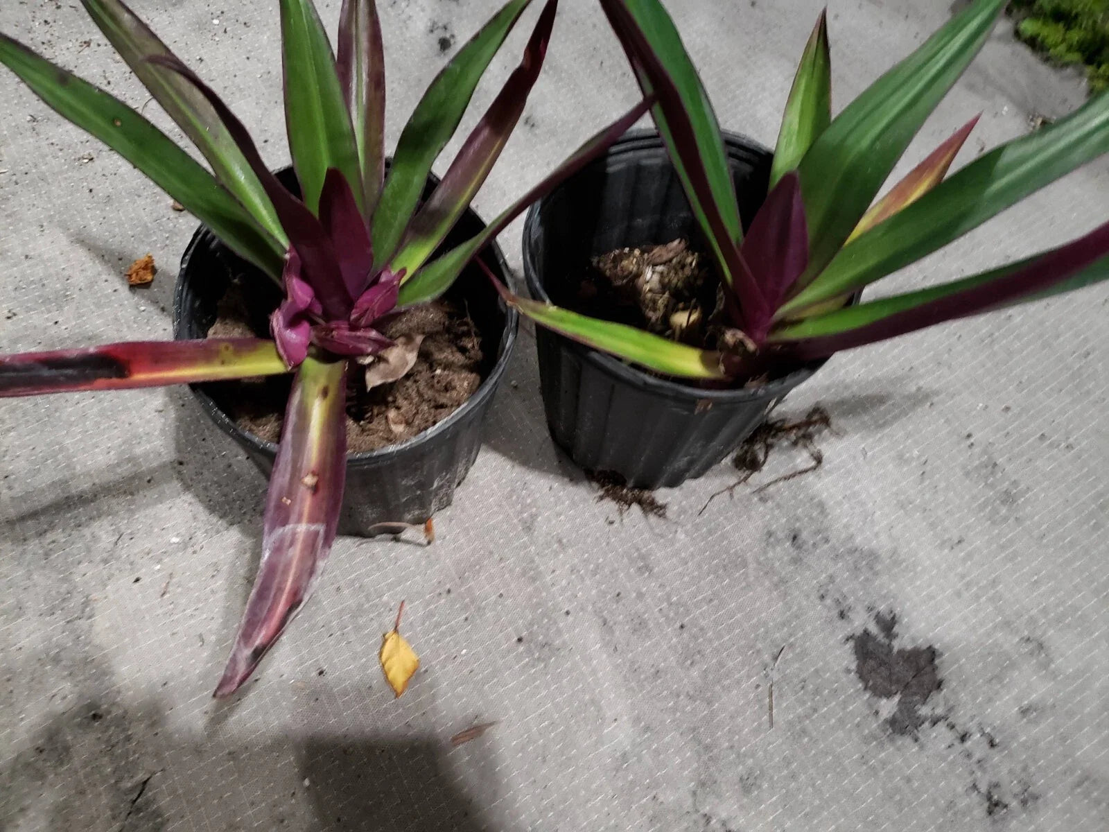 Multicolor Tradescantia Spathacea Plant – Indoor Houseplant – Moses in The Cradle – Dwarf Oyster Plant – Live Potted Plant