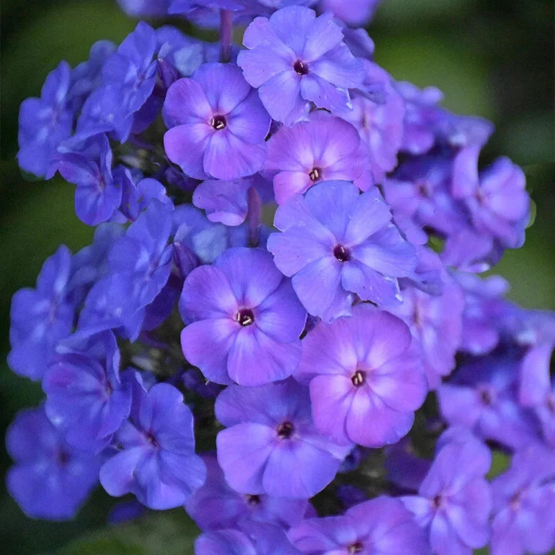 Beauty Blue Phlox Seeds - 100+ Pack, Blue Flowers, Phlox paniculata, Garden Planting, Easy to Grow, Attracts Pollinators