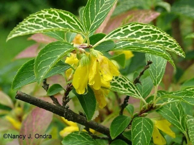 Forsythia Kumson Starter Plant - Variegated Shrub with Yellow Flowers - Forsythia viridissima variegata - 6-12 Inch