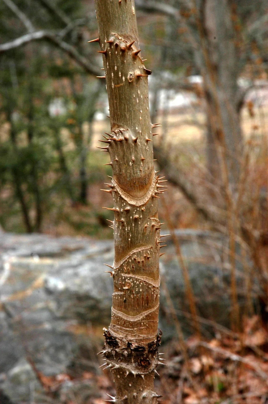 Devil's Walking Stick Seeds - 30 Pack, Aralia spinosa, Hardy Perennial Native Plant for Wildlife & Landscape