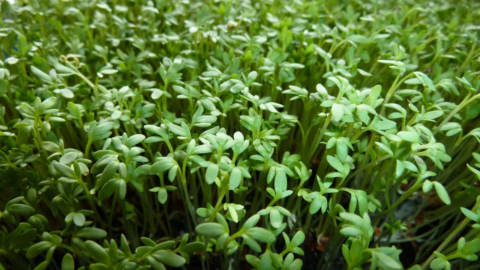 Curly Garden Cress Seeds Pack | Organic Lepidium sativum Herb for Indoor & Outdoor Gardening, 200-6400 Seeds