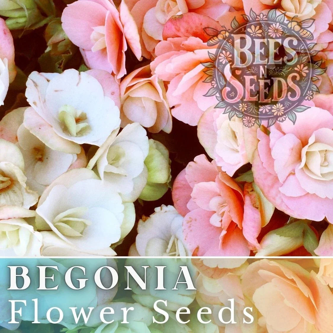 Begonia Seeds - Blush Bouquet Mix, Non-GMO Flower Seeds for Gardens & Containers, Begonia semperflorens, 45 or 125 Seeds