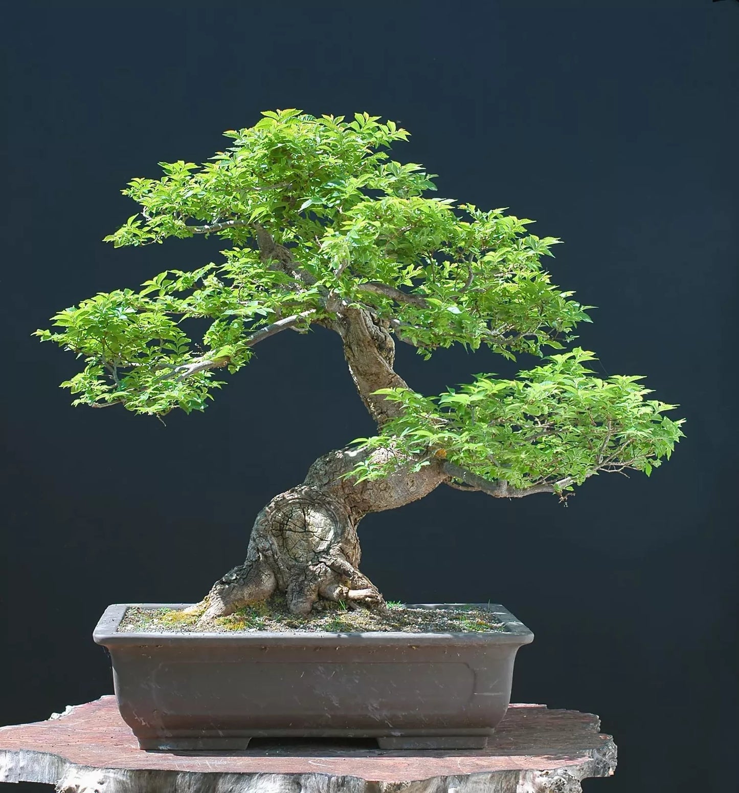 Chinese Elm Bonsai Tree Seeds - 30 Seeds Ulmus parvifolia for Cultivation, Indoor & Outdoor Bonsai, Hardy, Low Maintenance