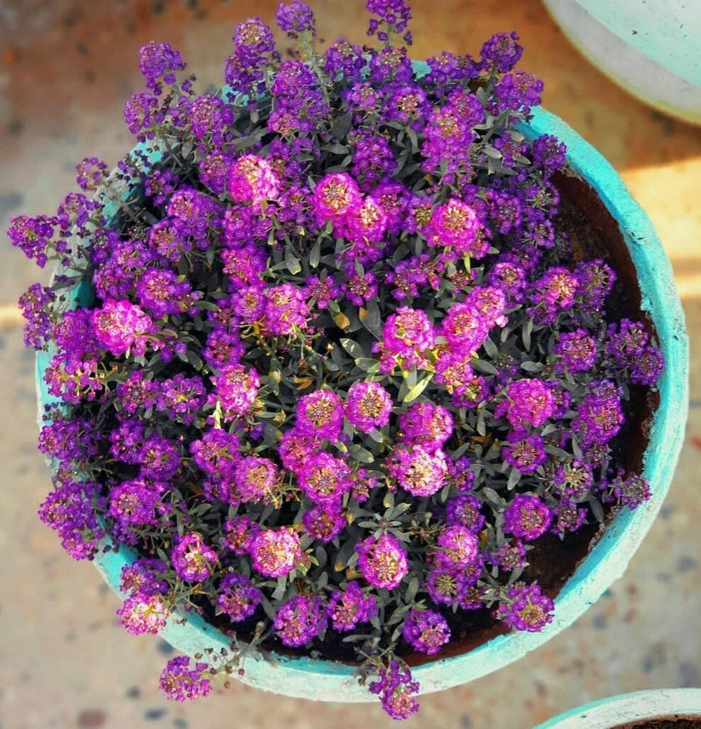 Sweet Alyssum Seeds - 100 Packets - Purple Violet Fragrant Flowers - Lobularia maritima for Borders & Containers