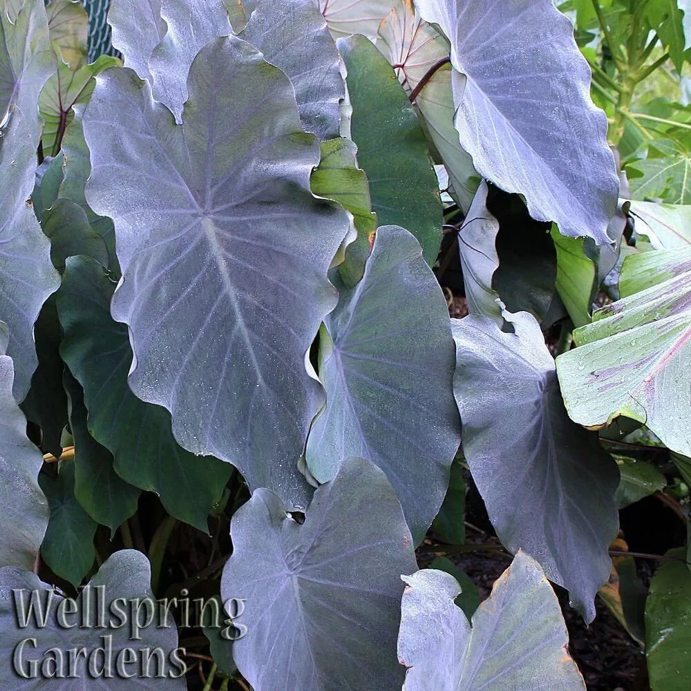 Black Ruffles Elephant Ear Live Plant - Colocasia esculenta, Tropical Foliage, Dark Purple Ruffled Leaves