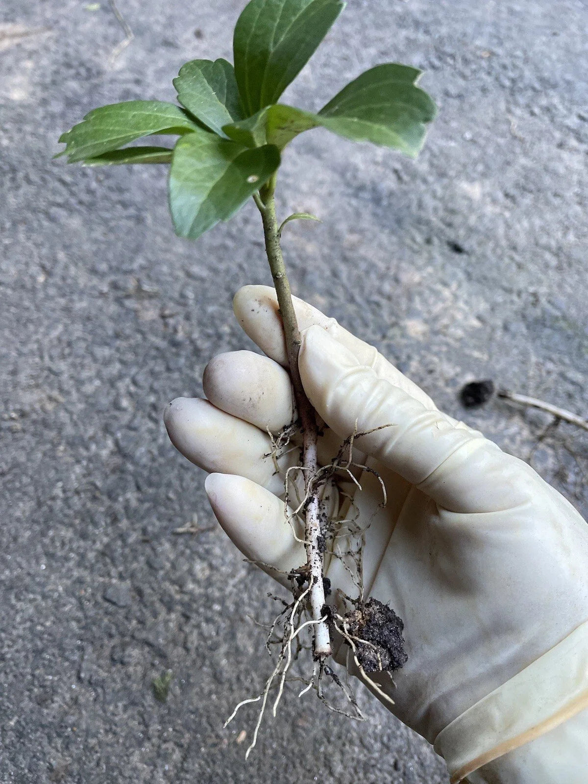 Japanese Pachysandra Bare Root Plants - 30 Count Ground Cover Pachysandra terminalis for Shade & Erosion Control