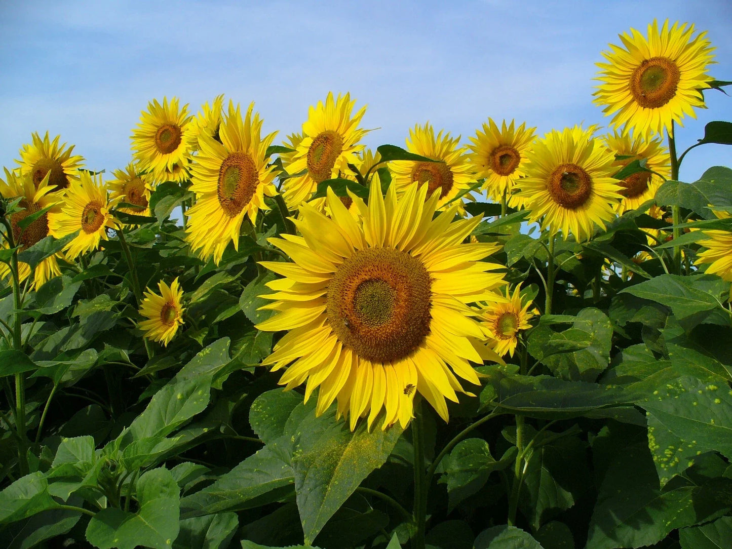 Sunflower Seeds Pack of 30 | Mammoth Grey Stripe Helianthus annuus | Giant Flowering Seeds for Garden & Attract Pollinators