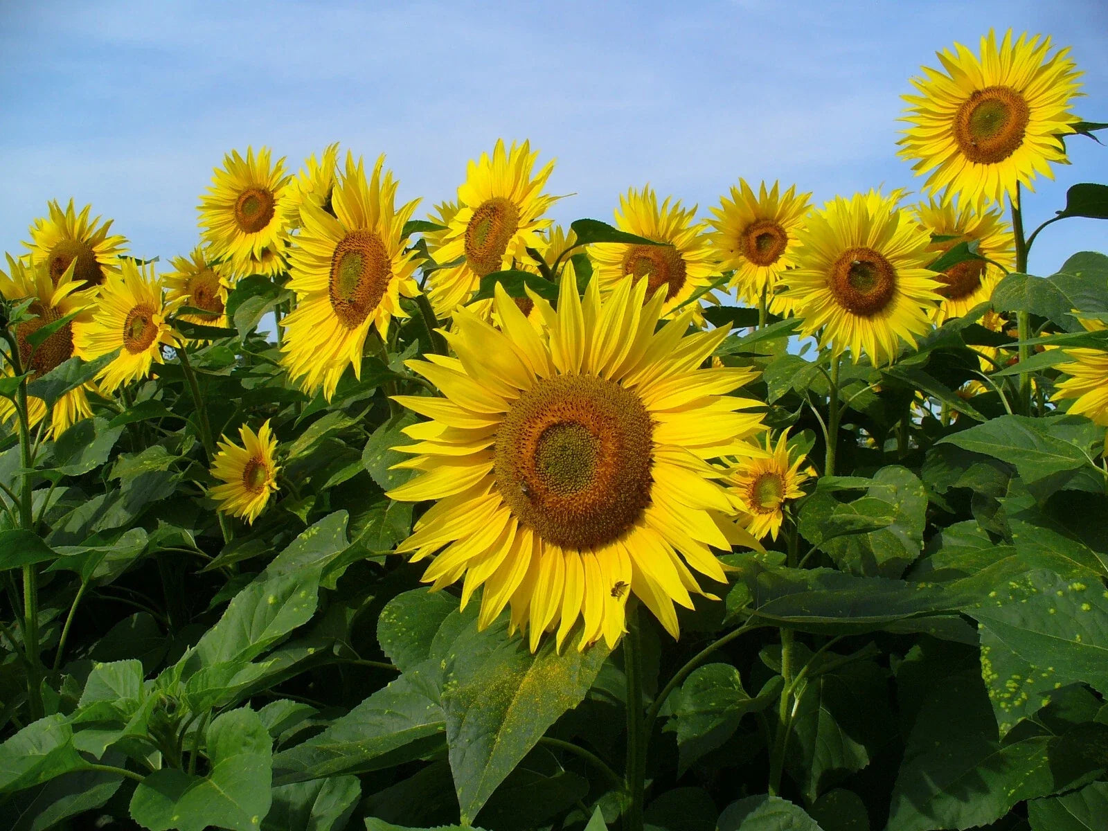 Sunflower Seeds Pack of 30 | Mammoth Grey Stripe Helianthus annuus | Giant Flowering Seeds for Garden & Attract Pollinators