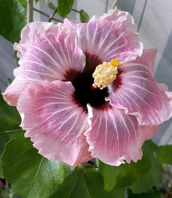 Light Pink Hibiscus Seeds - Perennial Flower Seeds for Garden, Borders, Containers - Hibiscus rosa-sinensis, 20 Pack