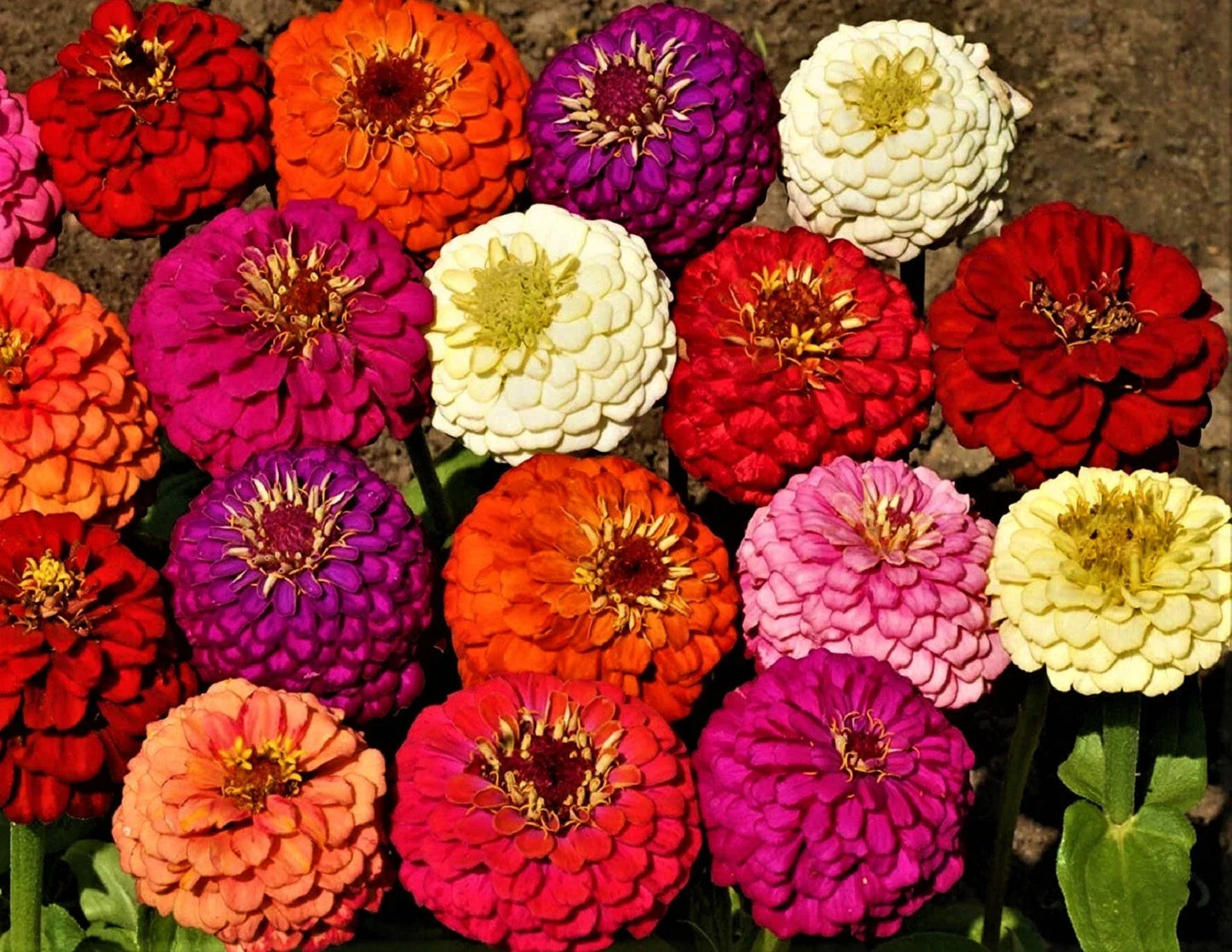 Zinnia Seeds - Lilliput Mix - Colorful Annual Flowers - Zinnia elegans - Compact Growth