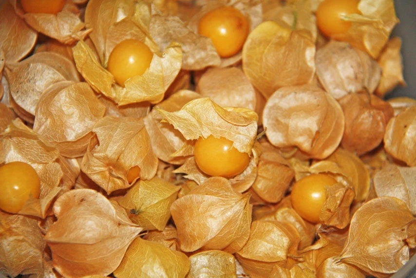 Ground Cherry Seeds - 250+ Physalis pruinosa Organic Heirloom for Home Gardening, Small Fruit-Bearing Plant