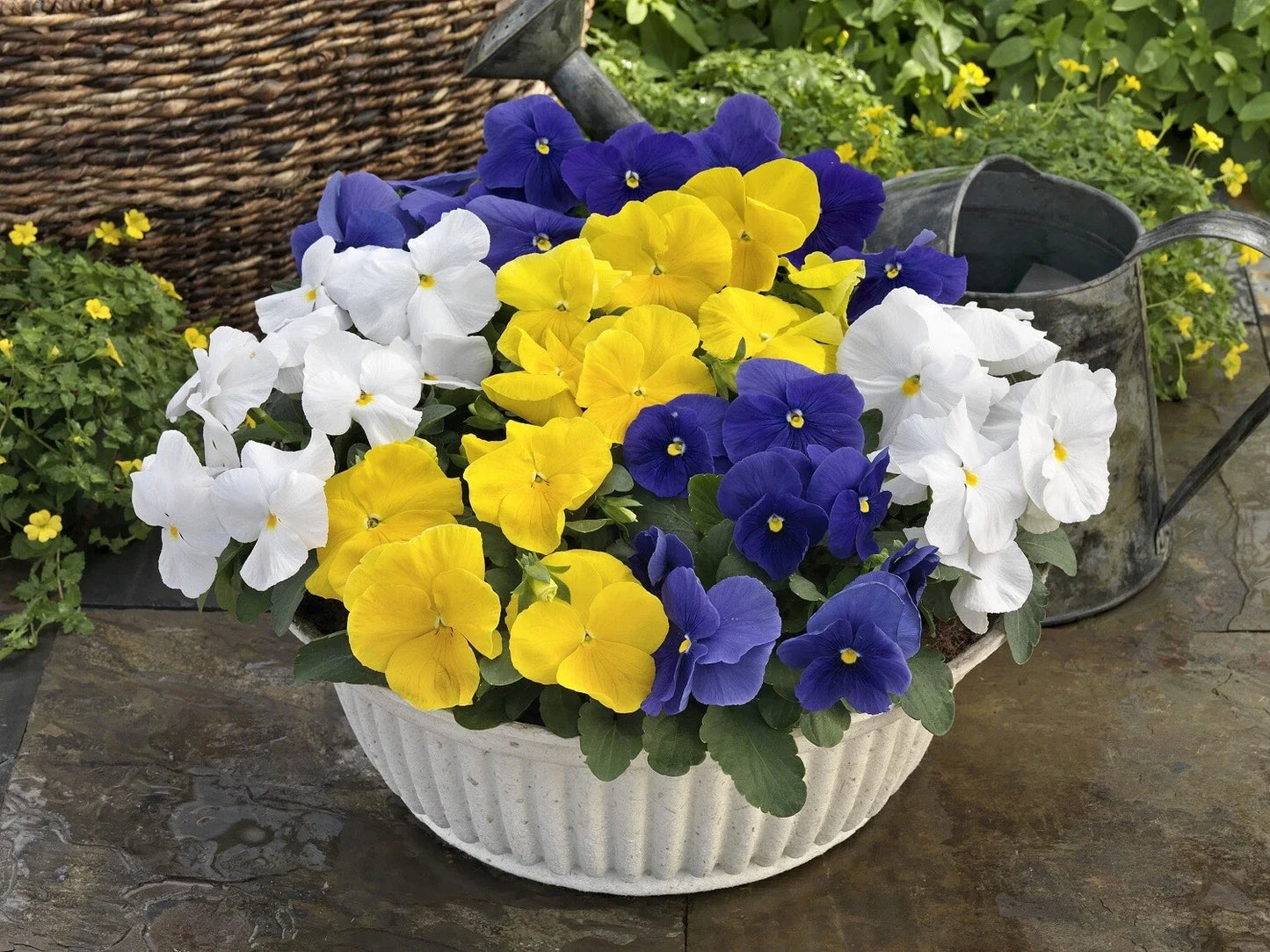 Pansy Seeds - 50 Count Majestic Giant Clear Mix Viola x wittrockiana Flower Seeds for Borders & Containers