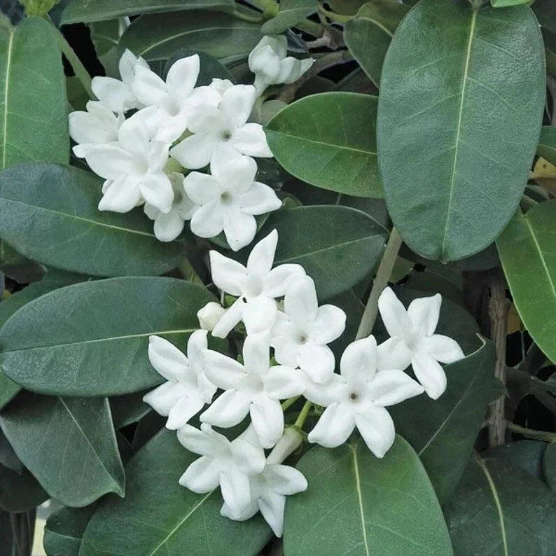 Madagascar Jasmine Starter Plant - Fragrant Stephanotis floribunda with Green Leaves for Indoor Gardening