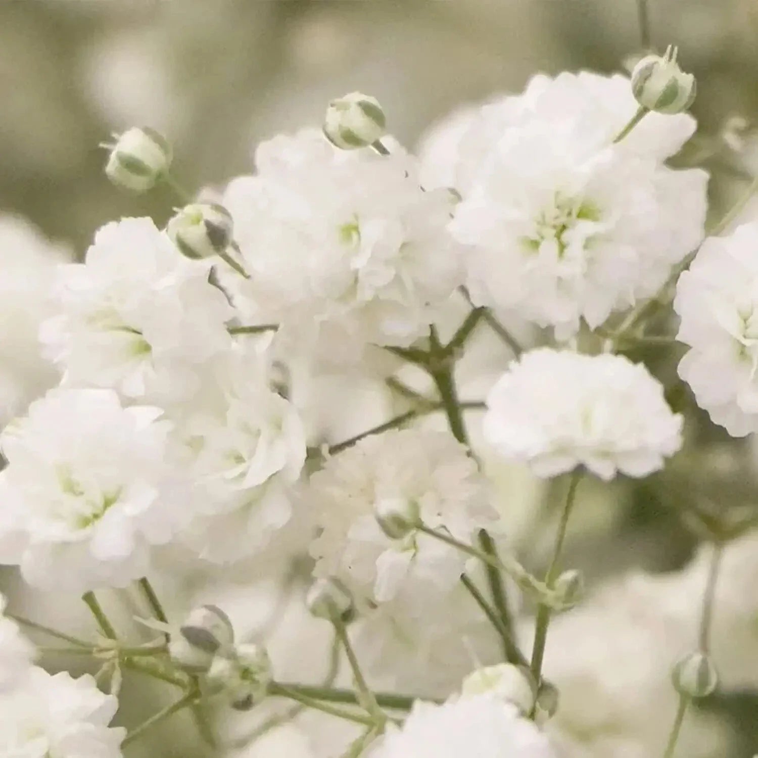 Baby's Breath Seeds 1,000 Count Gypsophila elegans Annual Flowers for Gardens & Bouquets