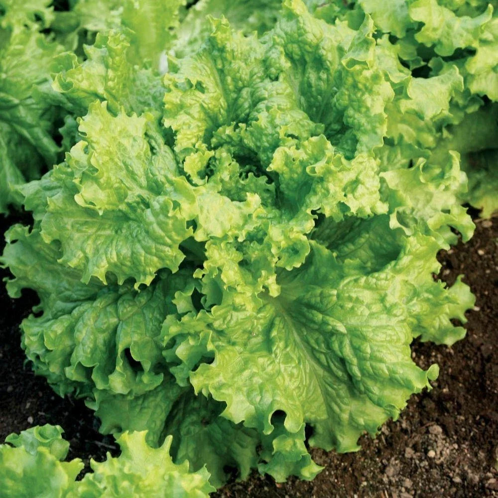 Lettuce Seeds 5000 Count - Grand Rapids Waldmann Green Loose Leaf - Fast Growing Lactuca sativa for Home Garden & Salad