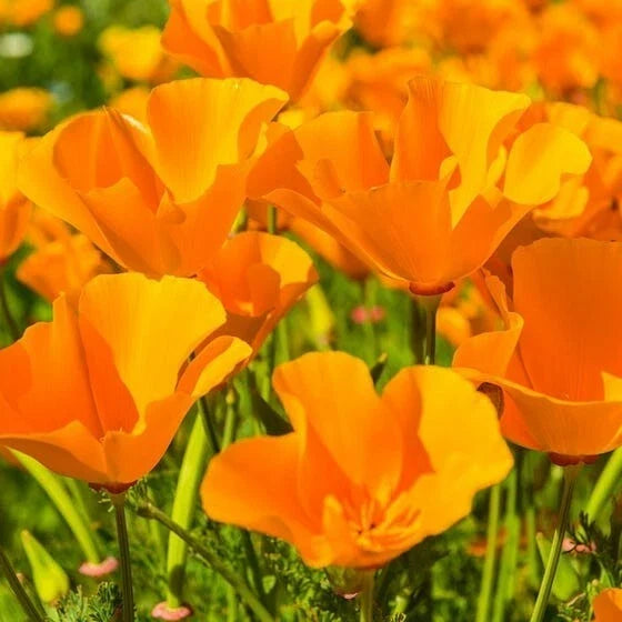 Giant Orange California Poppy Seeds - Sun Gold Poppies - Bright Orange Flower Seeds - Eschscholzia californica