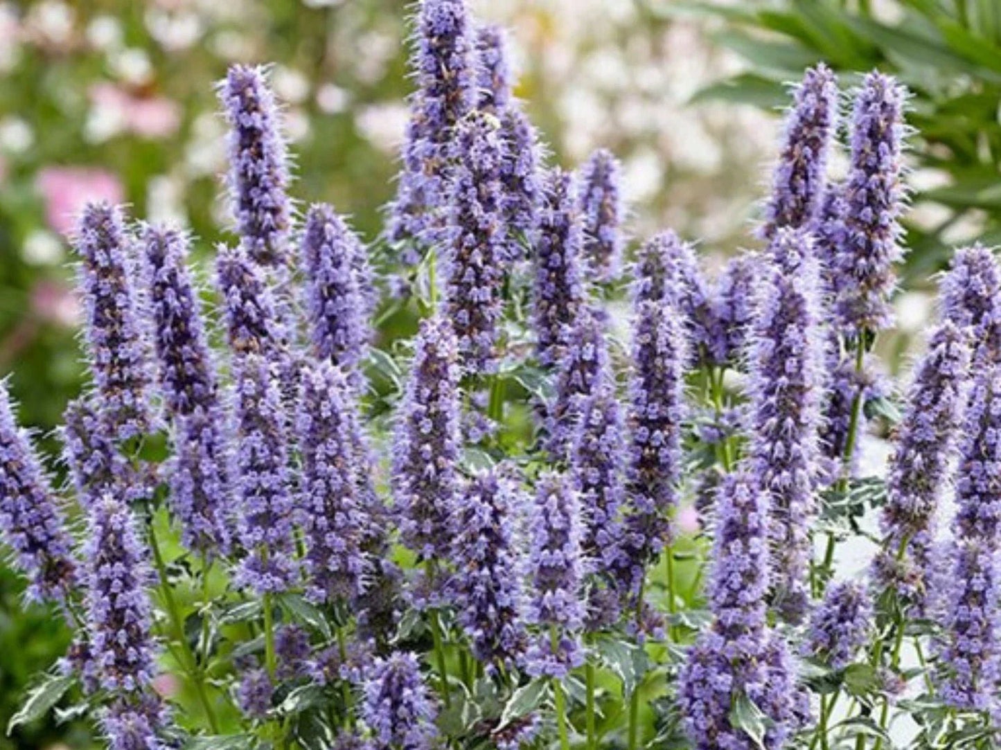 Agastache Rugosa Crazy Fortune Plug - Aromatic Perennial Herb Seedling