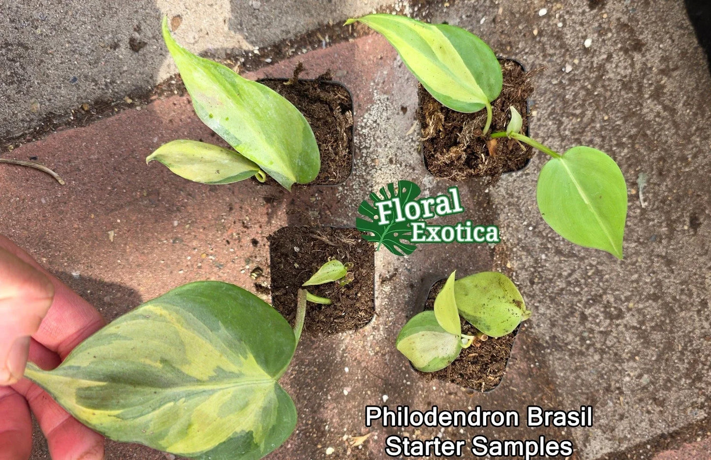 Philodendron Brasil Starter Plants - Rooted Nodes - Variegated Heart-Shaped Leaves - Easy Care Houseplant - Philodendron hederaceum