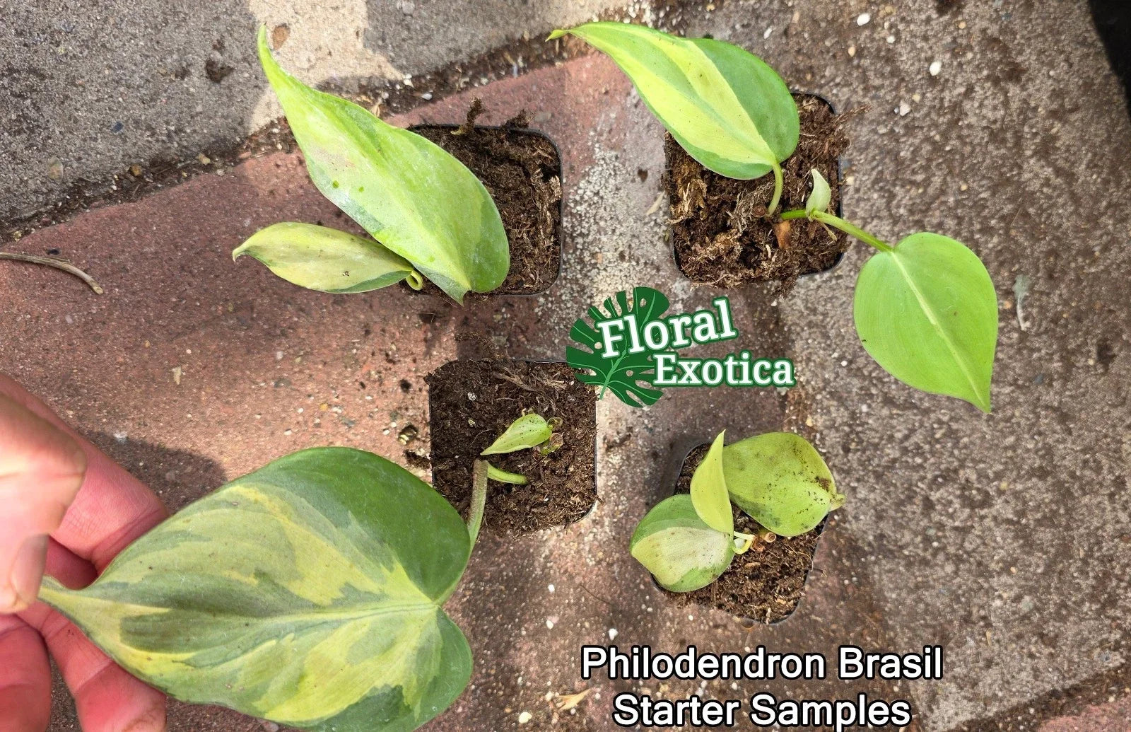 Philodendron Brasil Starter Plants - Rooted Nodes - Variegated Heart-Shaped Leaves - Easy Care Houseplant - Philodendron hederaceum