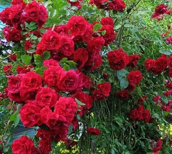 Climbing Rose Cuttings - 6 Rooted Vines - Rosa 'Blaze' - Red Blooms for Trellises & Arbors