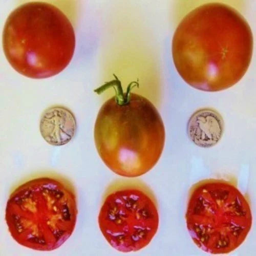 Black Prince Tomato Seeds - Heirloom Slicer Variety, Dark Reddish-Brown Fruit, 25 Seeds, Solanum lycopersicum, Easy to Grow