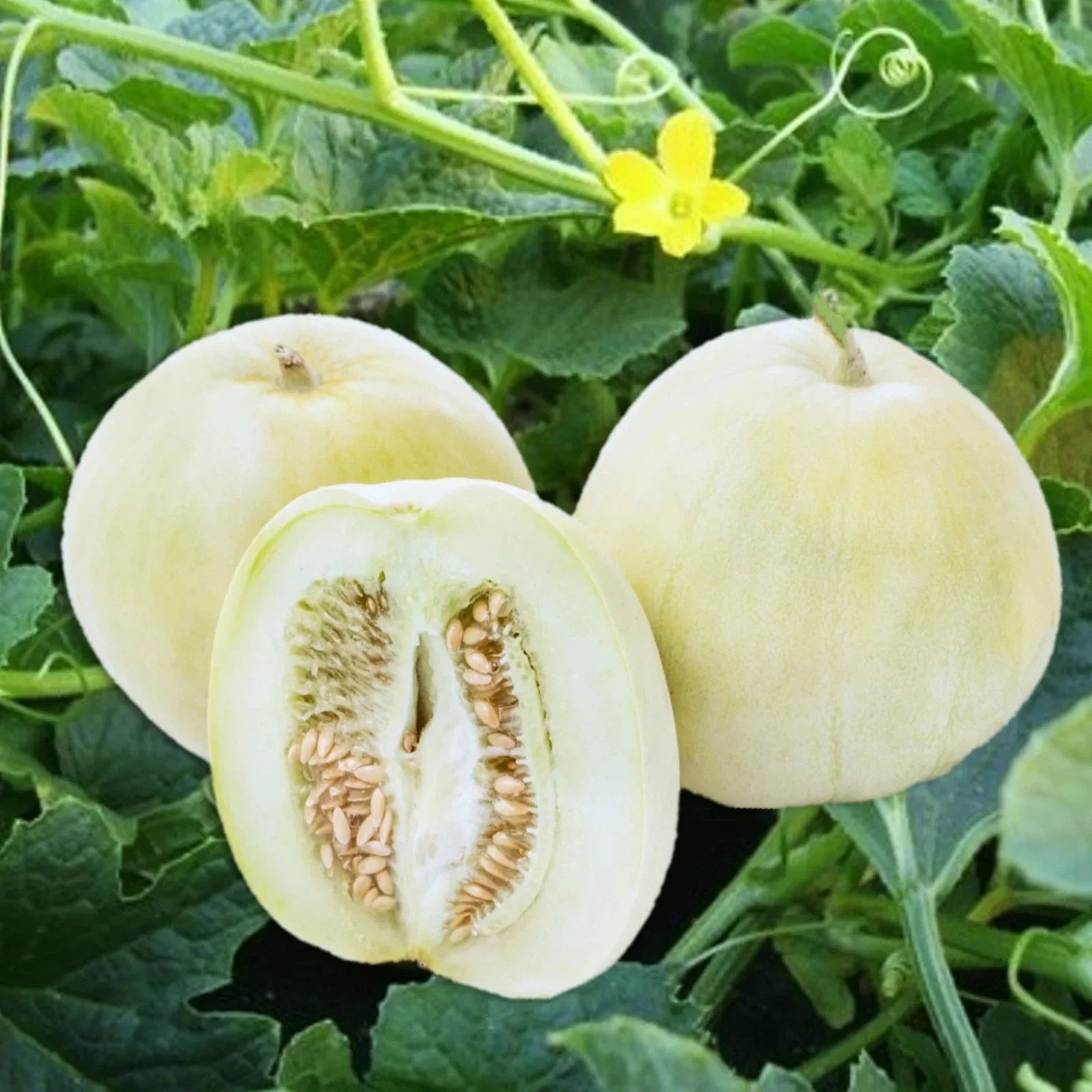 Bai Mibao Asian Melon Seeds – White Thin-Wall Muskmelon – Cucumis melo – Perfect for 2025 Planting