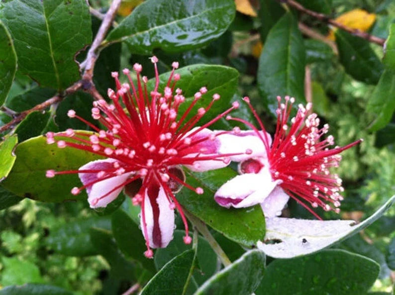 Fresh Pineapple Guava Tree Cuttings – Feijoa sellowiana – 4 Planting Cuttings for Home Gardens & Landscaping