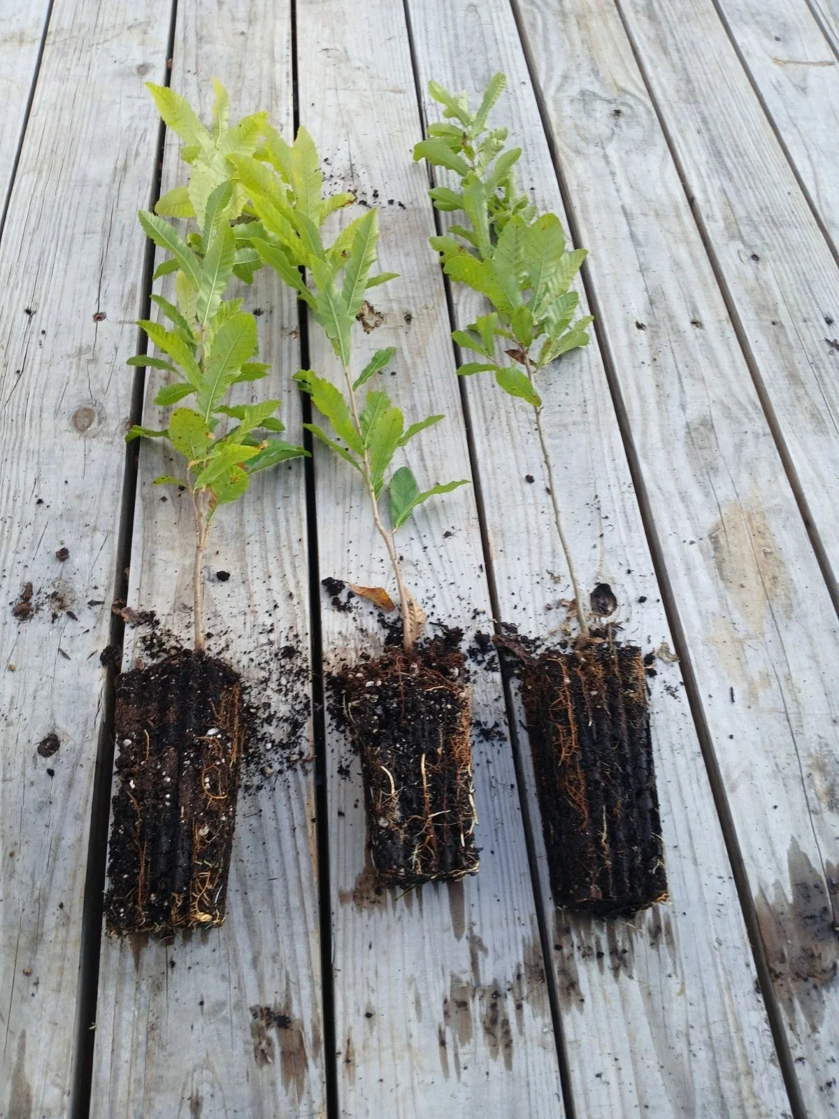 Sawtooth Oak Seedlings 3-Pack, Fast-Growing Quercus acutissima, Wildlife Attractant, Deciduous Tree, Reforestation & Landscaping