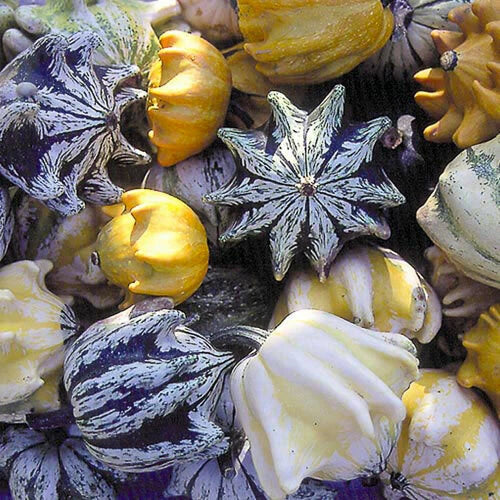 Ten Commandments Gourd Seeds - 25+ Fresh Ornamental Cucurbita pepo for Fall Decor & Garden Displays