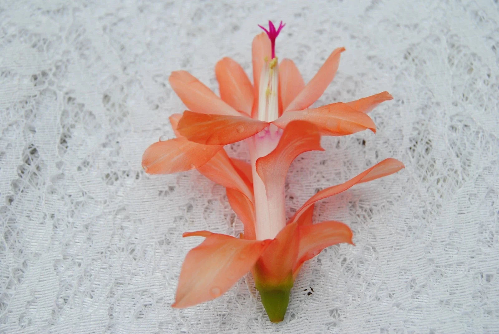 Christmas Cactus Starter Plant Coral Delight, Schlumbergera Truncata, Indoor Houseplant, Well-Rooted Small Plant for Home Decor