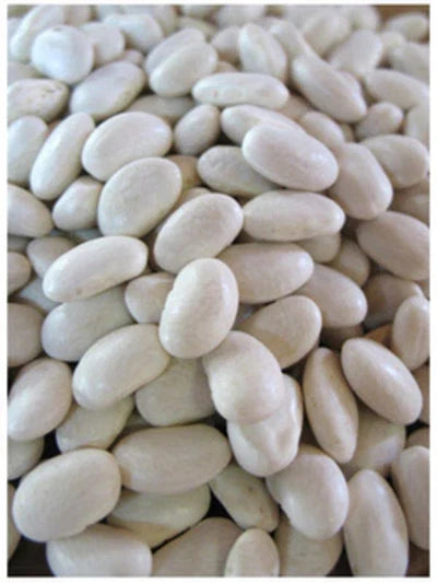 Navy Bean Seeds – Phaseolus vulgaris – Soup Beans – Bush Type – Non-GMO, High Germination, Full Sun, 100 Pack