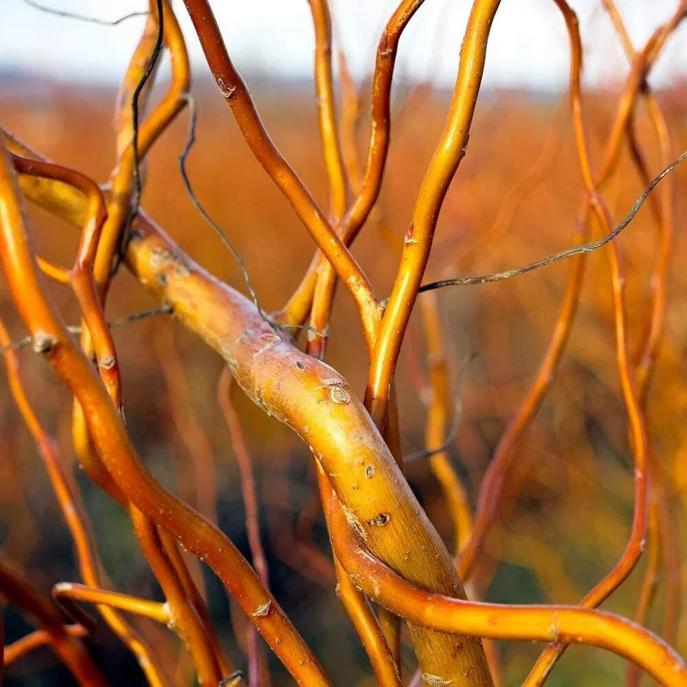 Curly Corkscrew Willow Tree Cuttings - 8 Kelli's Curly Corkscrew - Salix matsudana 'Tortuosa'