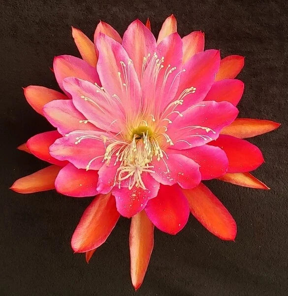 Epiphyllum Cuttings Collection - 20 Unrooted Propagation Cuttings - Vibrant Blooms - Epiphyllum spp.