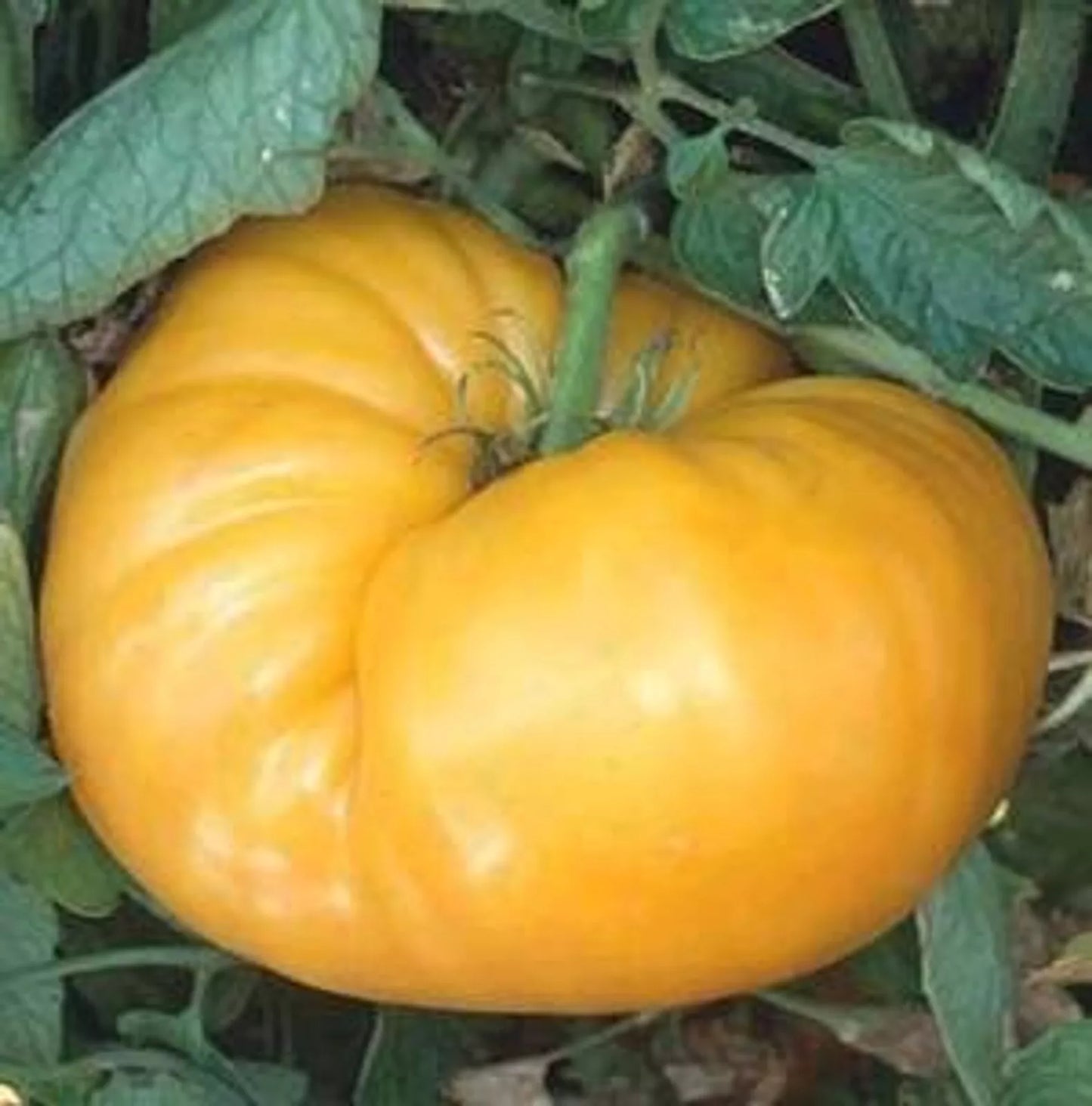 Kentucky Beefsteak Tomato Seeds - 50+ Indeterminate Vegetable Seeds