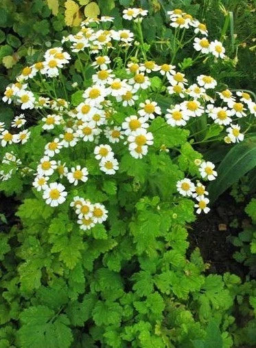 Feverfew Herb Seeds - 100+ Pack - Tanacetum parthenium - Perennial, White Flowers, Butterfly Attractant, Herbal Garden Seeds