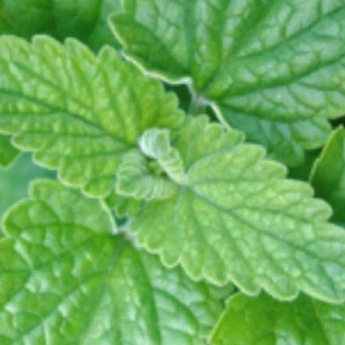 Catnip Seeds - NON-GMO Perennial Herb - Nepeta cataria - Garden, Container, Feline Attractant