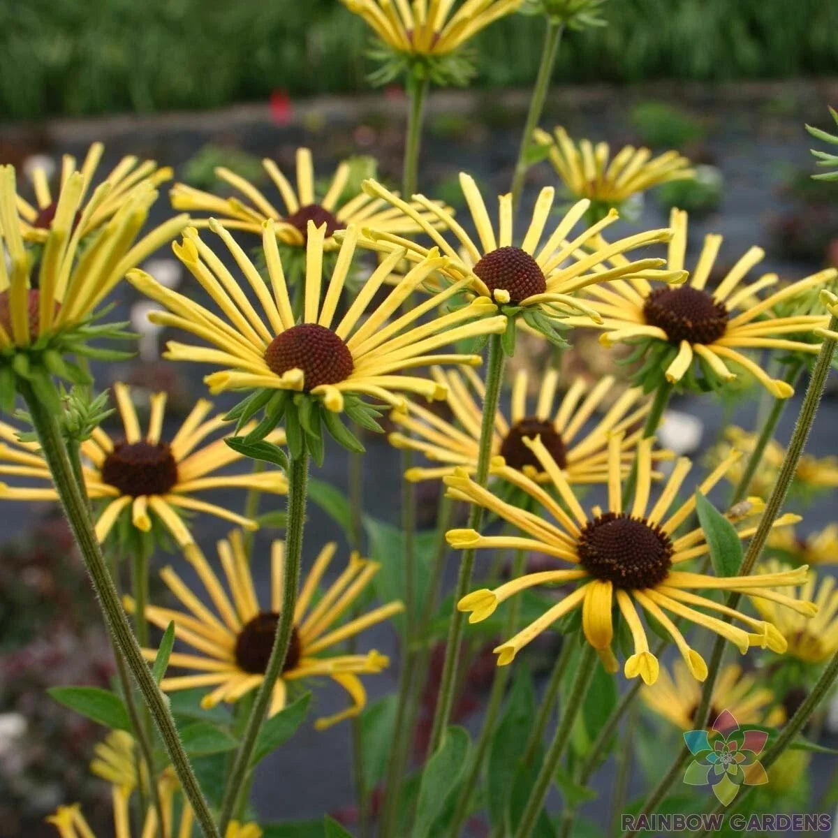 Henry Eilers Rudbeckia Seeds - 200 Pack, Black-Eyed Susan, Rudbeckia hirta, Perennial Garden Flower, Full Sun, Drought Tolerant