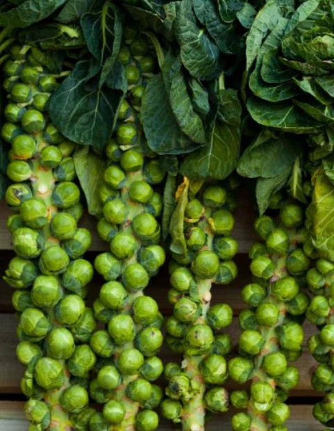 Brussel Sprout Seeds - 500 Count Long Island Improved Non-GMO Compact Variety