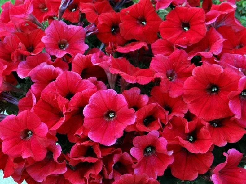 Petunia Seeds - 50 Bright Red Petunia x hybrida for Containers, Hanging Baskets, Windows