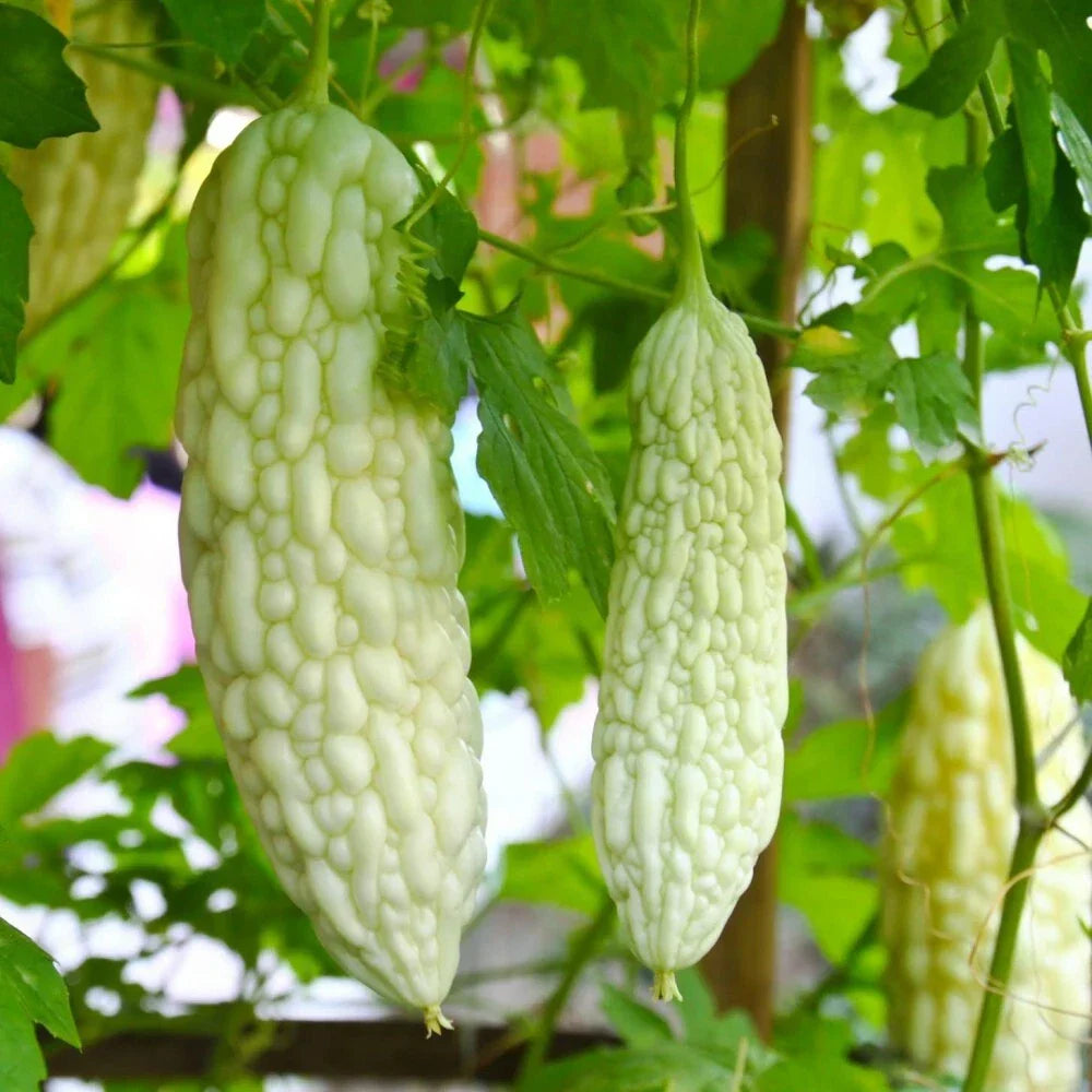 Live White Bittermelon Plant – 8" Tall in 4" Pot – Rare Momordica charantia Variety