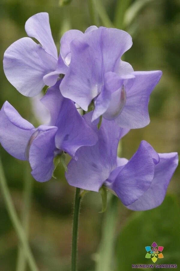 Blue Wonder Sweet Pea Seeds – 50+ Pack, Climbing Vine, Vibrant Blue Flowers, Lathyrus odoratus, Garden Planting, USA