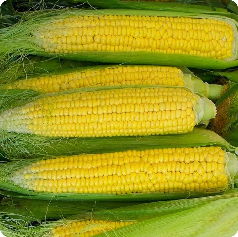 Early Golden Bantam Corn Seeds 25 Ct Heirloom Yellow Sweet Vegetable Zea mays