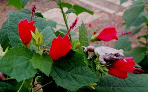 Turk's Cap Plants 6" Starter Red Flowers Malvaviscus penduliflorus Shrub Bush, Vibrant Fragrant Trumpet Flowers