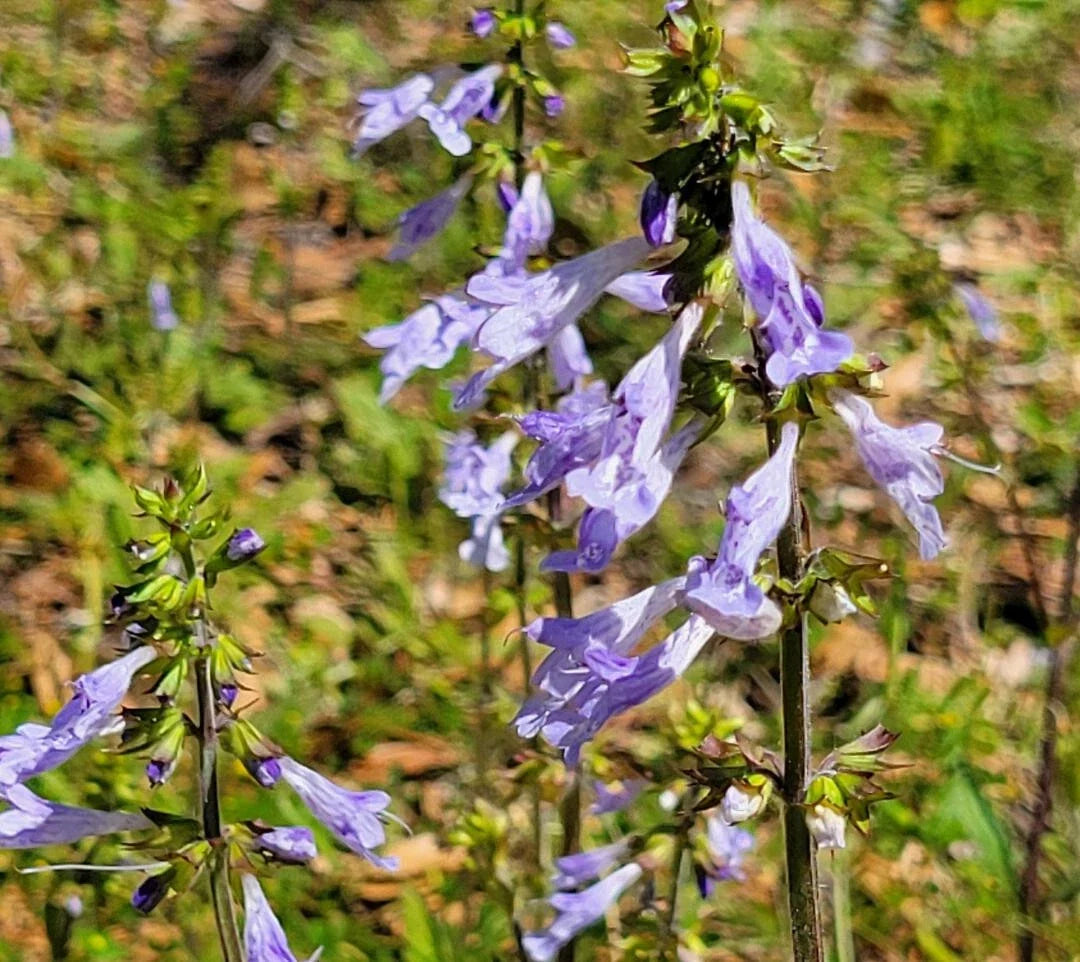 Lyreleaf Sage Seeds 25 Pack, Salvia Lyrata, Florida Native Perennial, Purple Flowers, Gulf Eco-Type