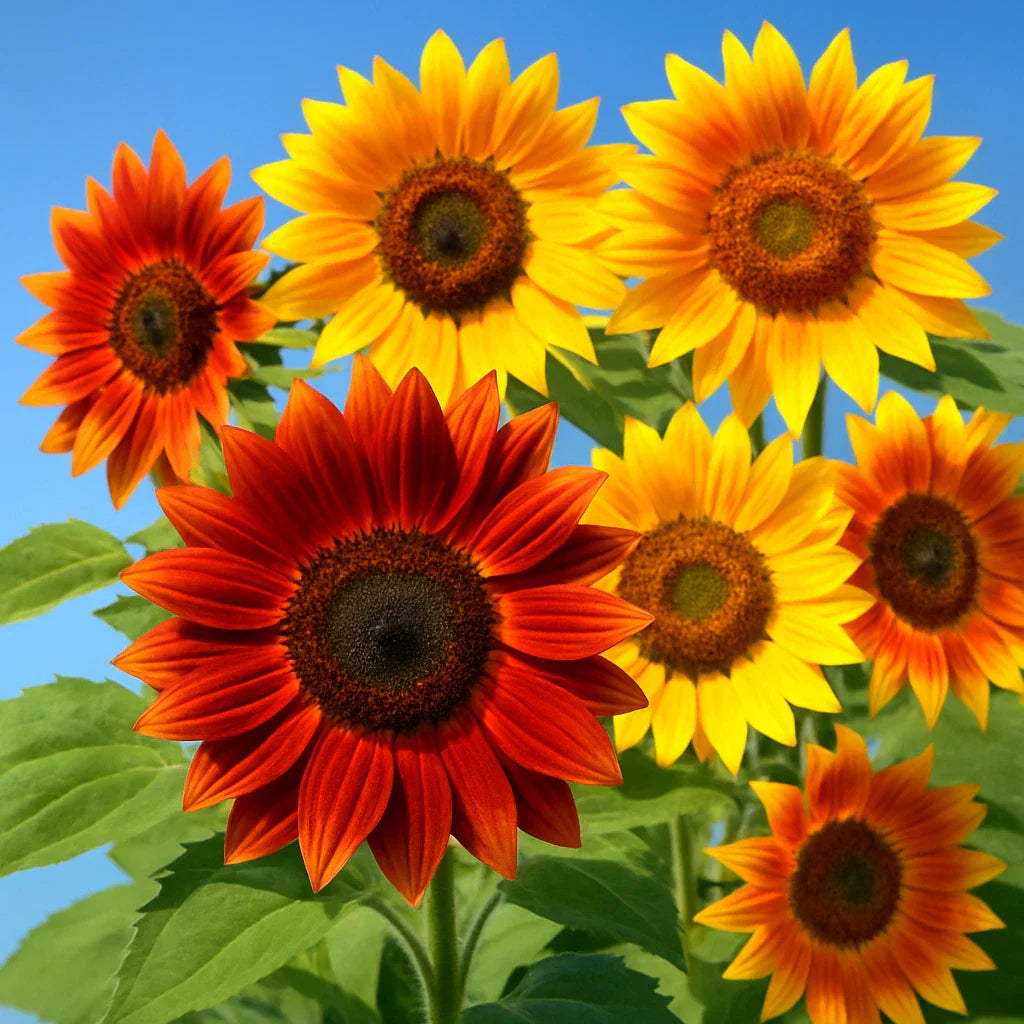 Autumn Beauty Sunflower Seeds - 100 Pack - Helianthus annuus - Bee & Bird Magnet - 5-7 Feet
