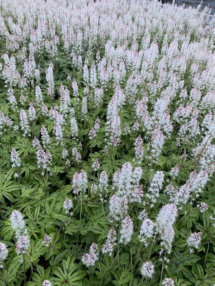 Foam Flower Live Plant - 4-Inch Pot - Pink Striped Flowers - Tiarella cordifolia 'Candy Striper' for Shade Gardens