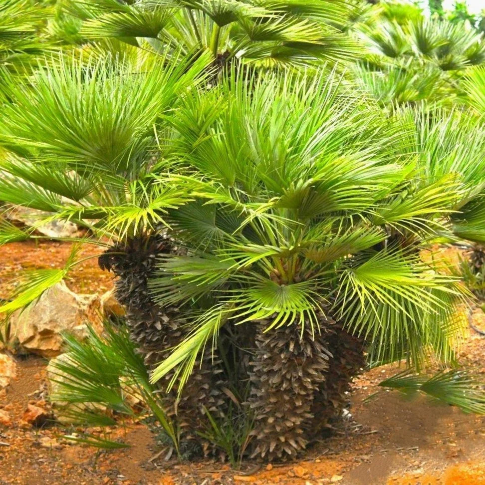 European Fan Palm Tree Seeds - Chamaerops Humilis - Palmito Seeds for Planting, Indoor & Outdoor Gardening