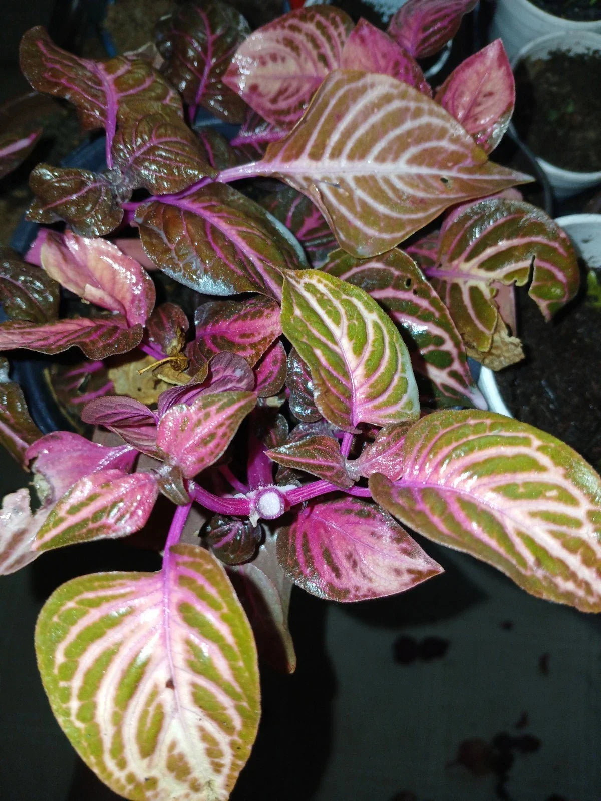 Rare Bloodleaf Plant - Iresine herbstii with Vibrant Pink & Green Foliage - Live Houseplant
