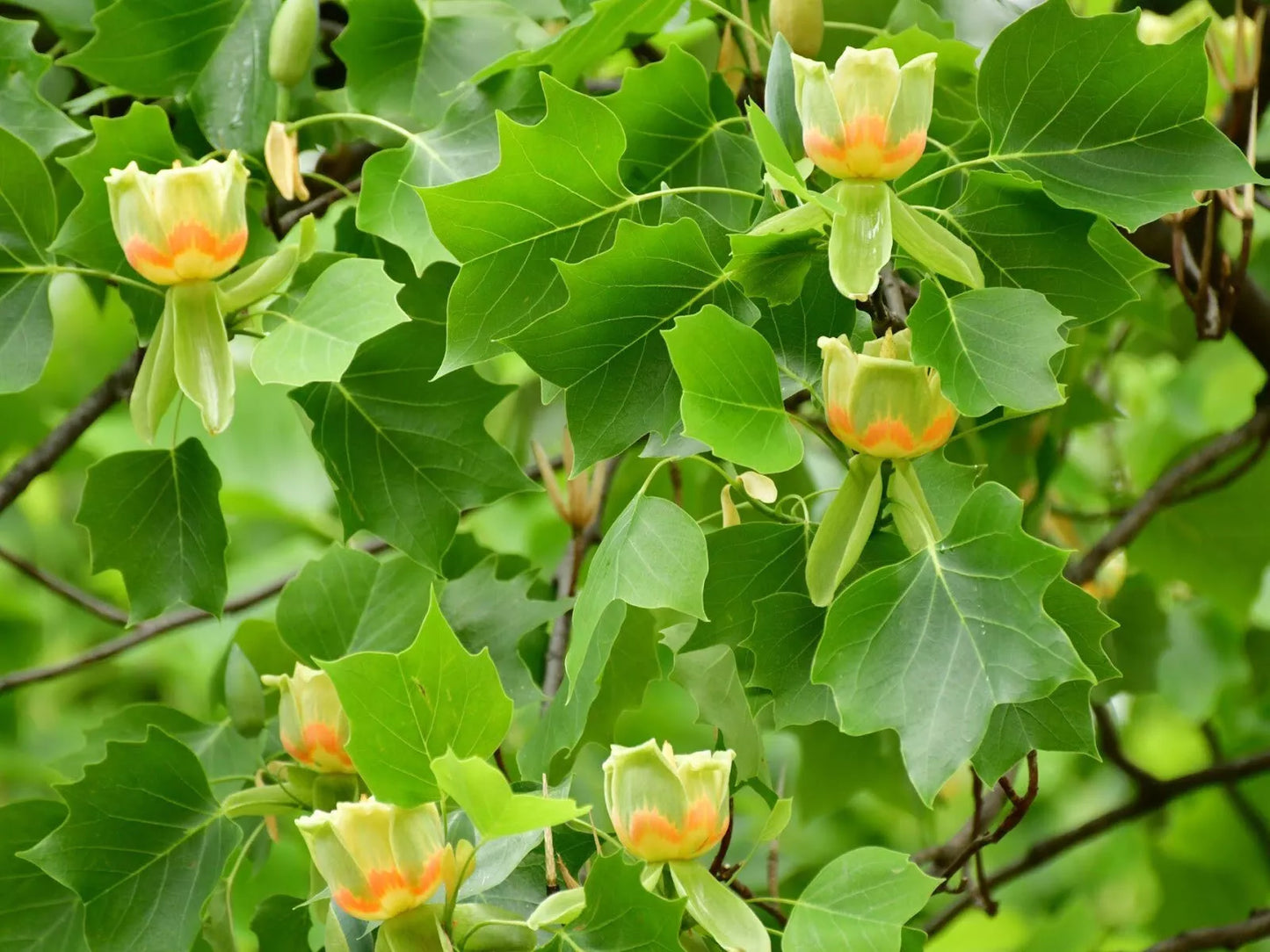 Tulip Poplar Live Tree Plant 16-24 Inches Bare Root Liriodendron tulipifera for Garden Landscaping