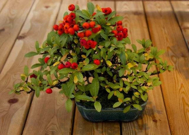 Bonsai Firethorn Tree Seeds - Pyracantha Coccinea - Drought-Resistant Ornamental Plant for Bonsai and Garden